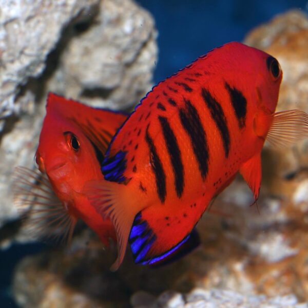 Flame Angelfish Pair fabulously striking bright red dwarf angel with black vertical bars