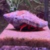 halloween hermit crab at the abyss