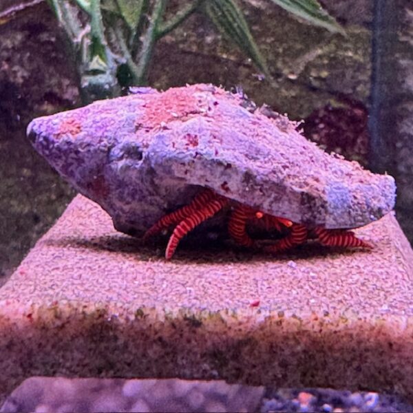 halloween hermit crab at the abyss