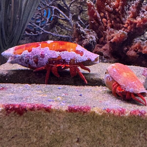 hermit crab at the abyss
