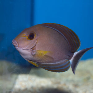 Xanthopterus Yellowfin Tang