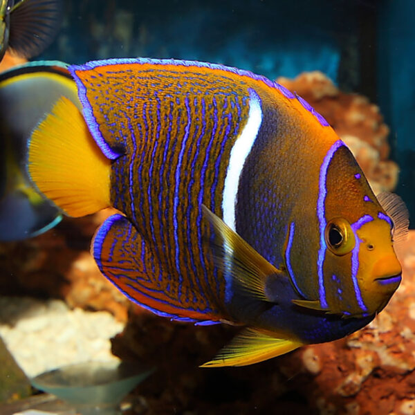 Adult Passer Angelfish, Holacanthus passer, also go by the name King Angelfish.