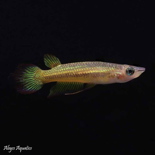 Golden panchax fish