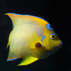 Queen Angelfish Adult one of the most beautiful marine angelfish