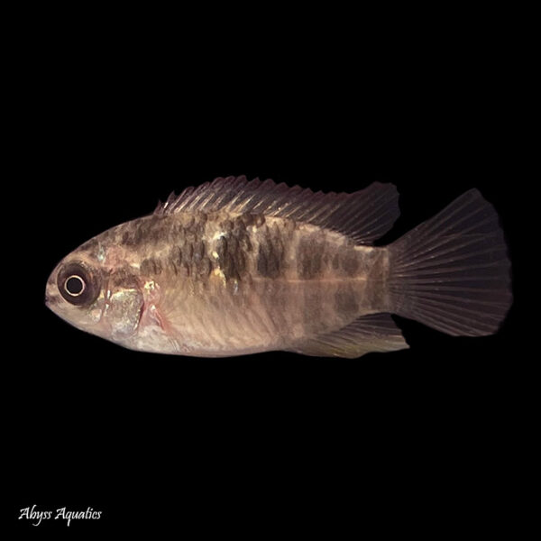 The Red Breast Acara is a peaceful dwarf cichlid from South America