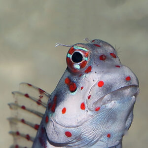 Red Spotted Flymo Blennies, Blenniella chrysospilos, also go by the name Red Spotted Blenny.