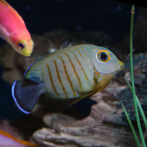 Red Stripe Mimic Tangs, Acanthurus tristis, also go by the name Indian Ocean Mimic Surgeonfish.