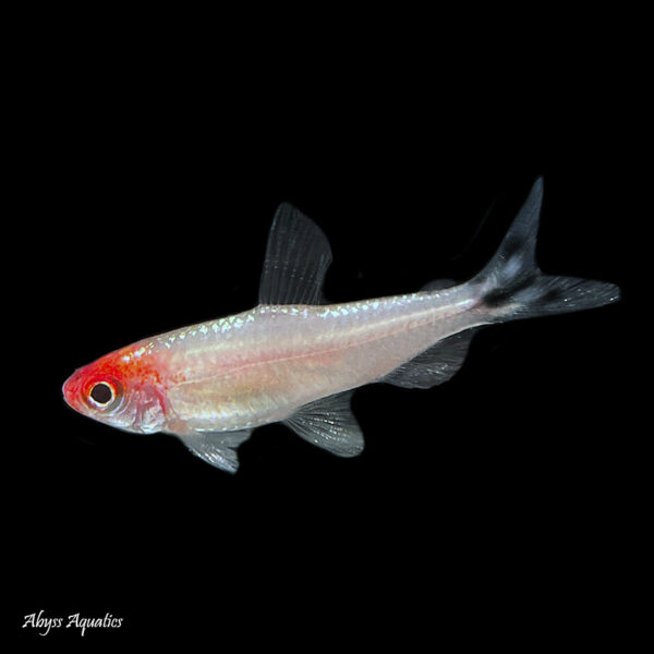 Brilliant Rummy Nose Tetra is a stunning and captivating fish that adds beauty and vibrancy to any aquarium. Its unique colouration and peaceful nature make it an excellent addition to a community aquarium, and its hardiness and low-maintenance care requirements make it an ideal fish for beginners. Overall, the Albino Brilliant Rummy Nose Tetra is a must-have for any fish enthusiast looking to add some personality and colour to their aquarium.