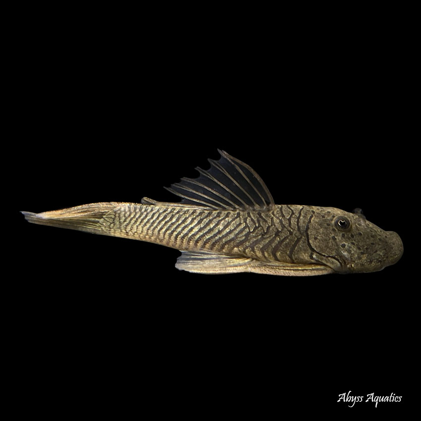 Tropical fish delivered to your sales door