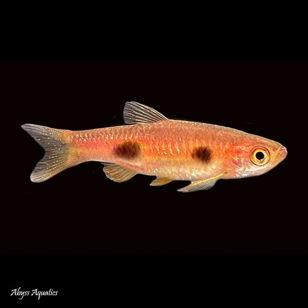 The Clown Rasbora is a unique species within its family, displaying beautiful colouration