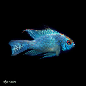 Electric Blue Ram swimming in aquarium