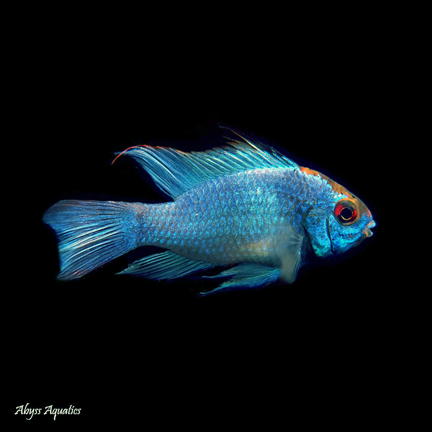 Electric blue ram care 2025