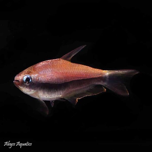 Emperor Tetra nice fish from south america