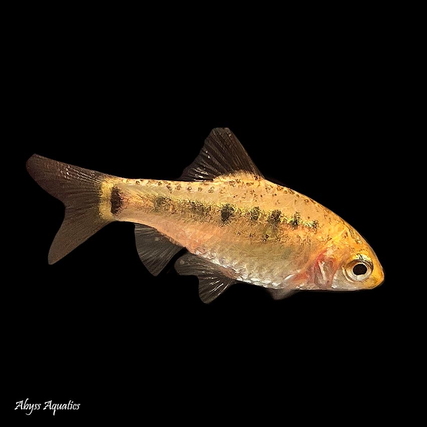 gold barb fish