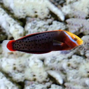 The Formosa Wrasse is also referred to as the Formosan Coris or Queen Coris
