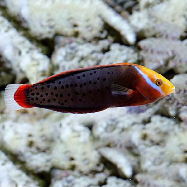 Queen Coris Wrasse Formosa Male, Coris formosa, also goes by the name clown Coris.