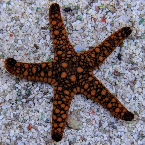Marble Starfish, Fromia spp, are elegant marine echinoderms that make fantastic additions to a marine aquarium.
