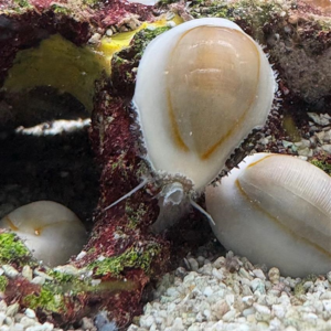 The Money Cowrie, Monetaria moneta, is also known as: Gold Ring Cowrie, Cowrie Money Snail, Annular Cowrie.