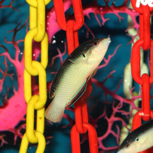 New Guinea Tamarin Wrasse Juv/Female, Anampses neoguinaicus,at the abyss. mjs