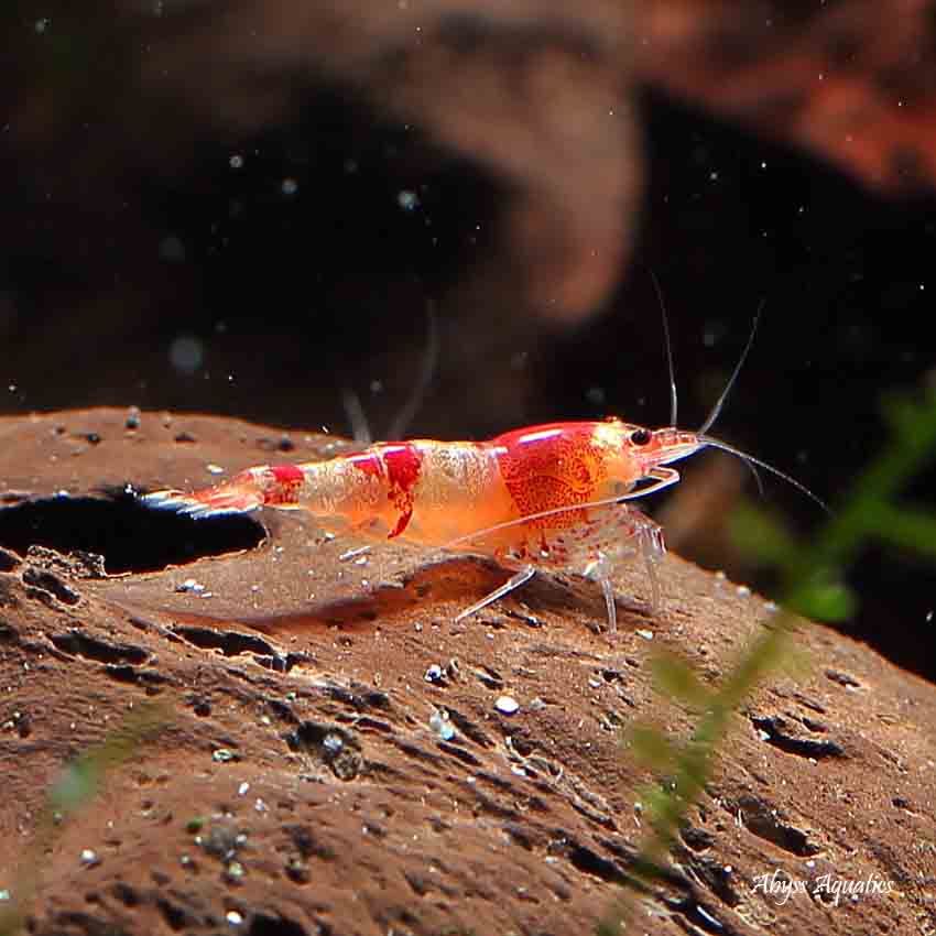 Red crystal shrimp fast delivery abyss aquatics uk