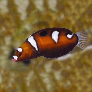 Queen Coris Wrasse Formosa Juv/Female, Coris formosa, is also referred to as Clown Coris.