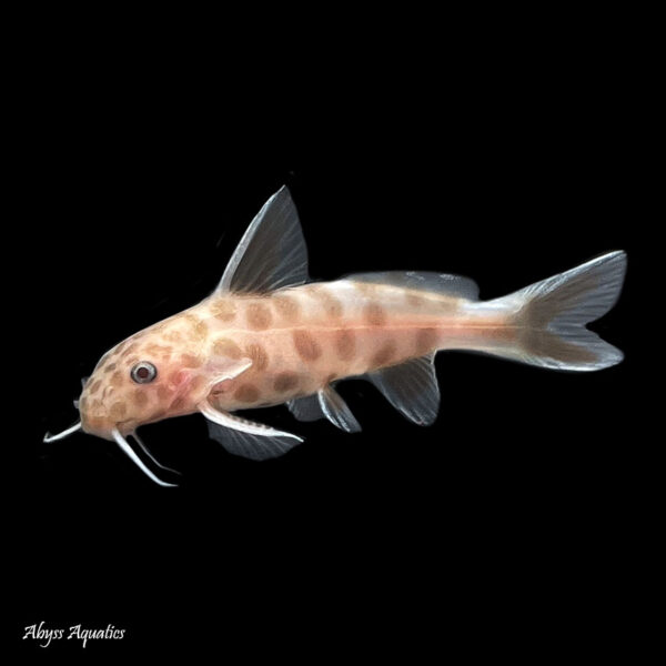 a picture of a single synodontis petricola pink against a black background