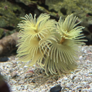 Yellow Spiral Feather Duster