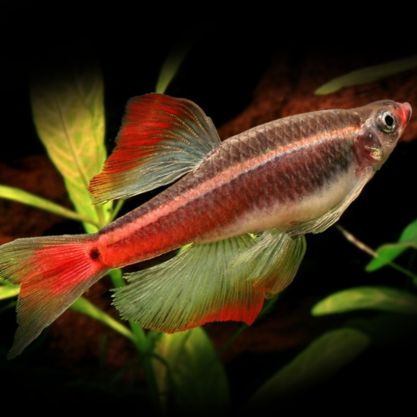 Buy White Cloud Mountain Minnow Longfin Fast Professional Service longfin-white-cloud-mountain-minnow-tanichthys-albonubes-hand