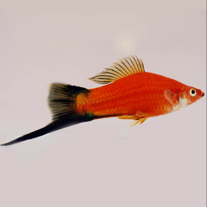Buy Red Wag Swordtail Fast, Professional Service