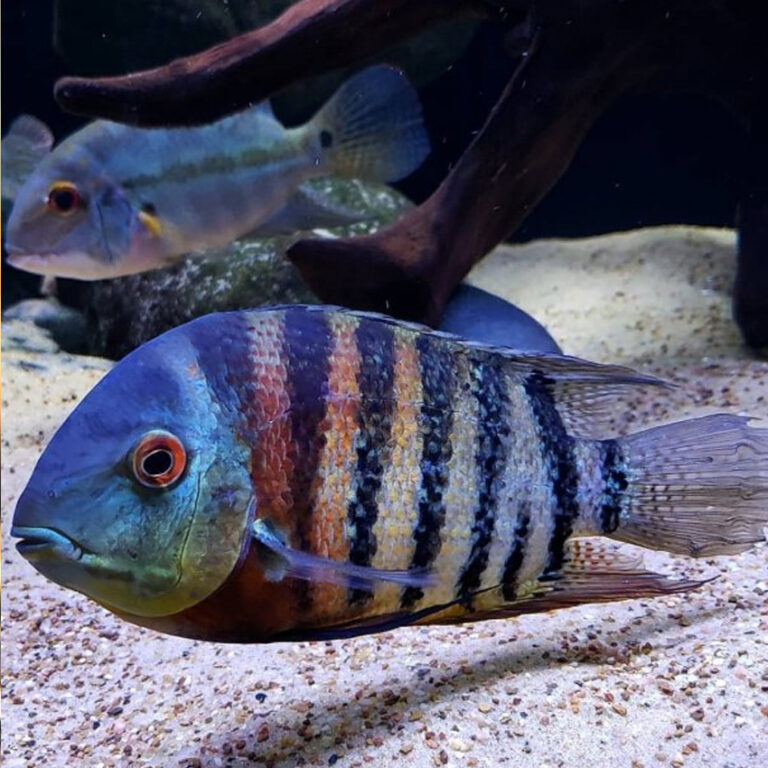 red zebra cichlid vs gold severum red zebra cichlid vs gold severum