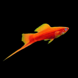 Shop Online for Swordtail · Abyss Aquatics UK