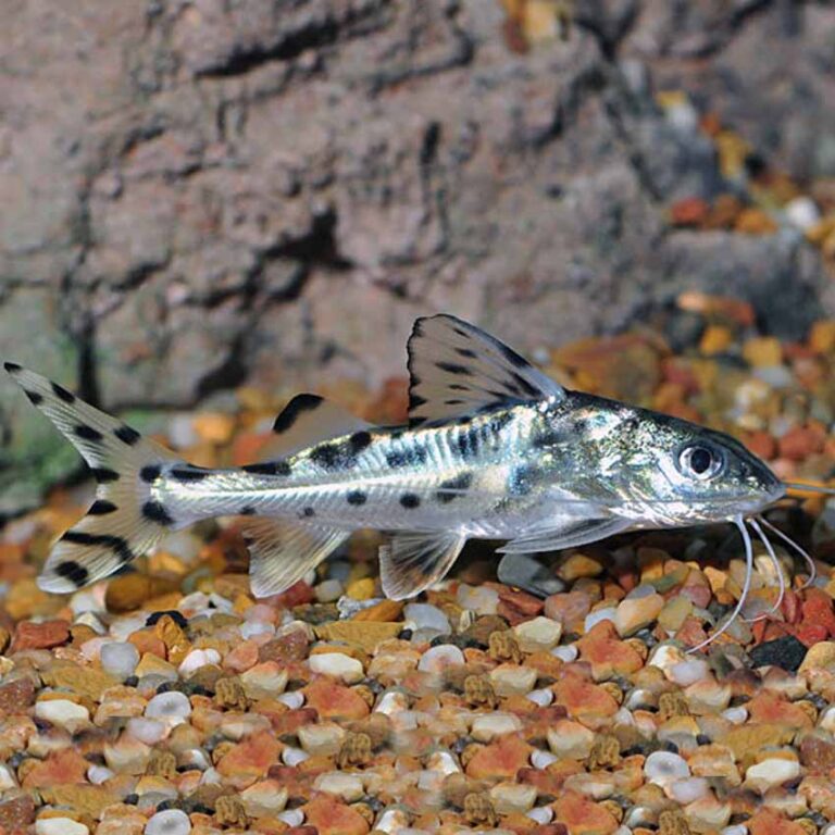 Pictus Catfish: 魚種のプロフィール