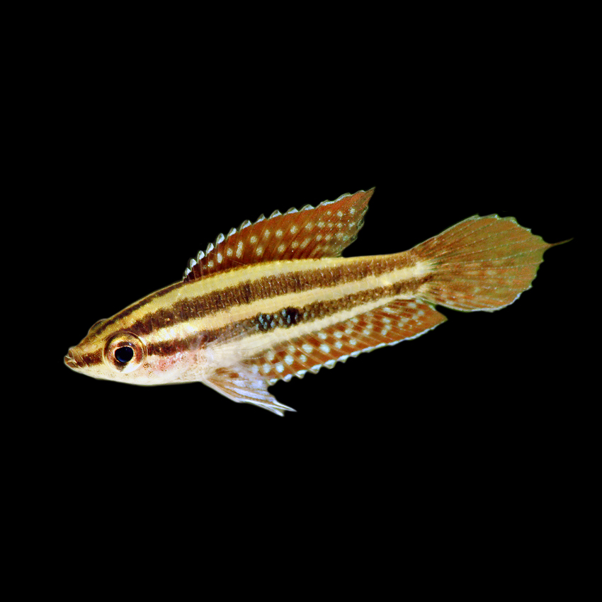 Buy Licorice Gourami Fast, Professional Service