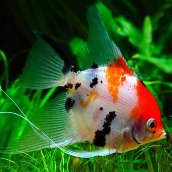 buy-koi-angelfish-fast-professional-service