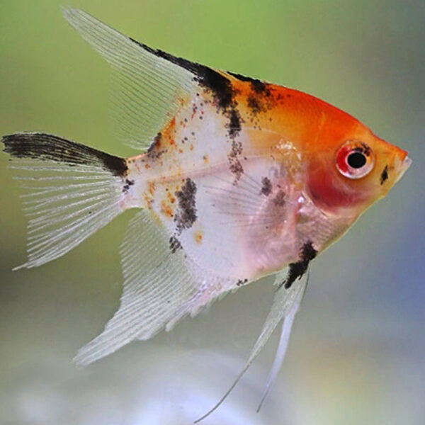 Buy Koi Angelfish. Fast, Professional Service