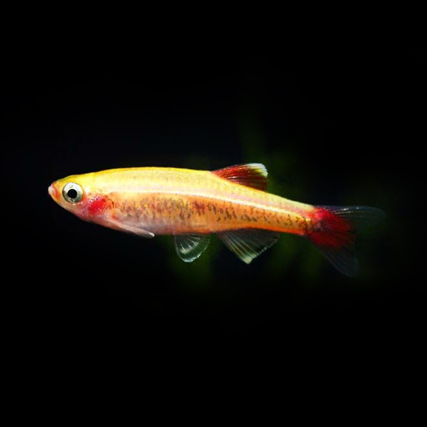 Buy Golden White Cloud Mountain Minnow.. Fast, Professional Service