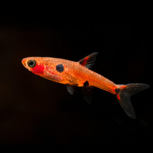 a picture of a Strawberry Rasbora a truly beautiful micro fish