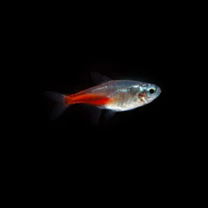 The Diamond Neon Tetra is well suited for planted aquariums as they do not damage or uproot plants. They prefer a dimly lit aquarium with plenty of hiding places, such as plants and driftwood. A planted aquarium will provide them with a natural-looking environment and help keep the water quality stable.