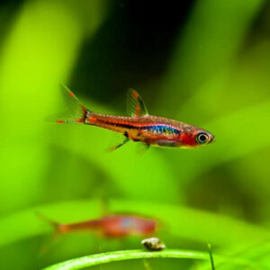 a photo of two Chili Rasbora swimming in a planted tank