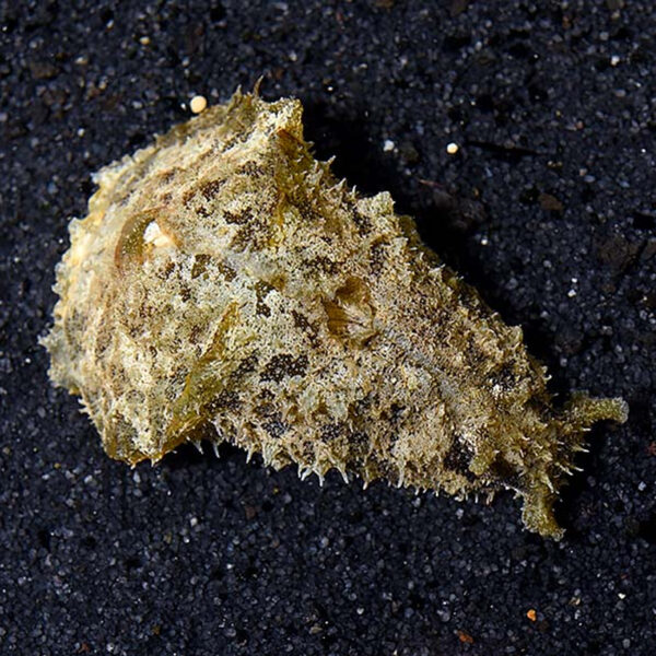  The Seahare (Dolabella sp) is a very effective hair algae grazer.