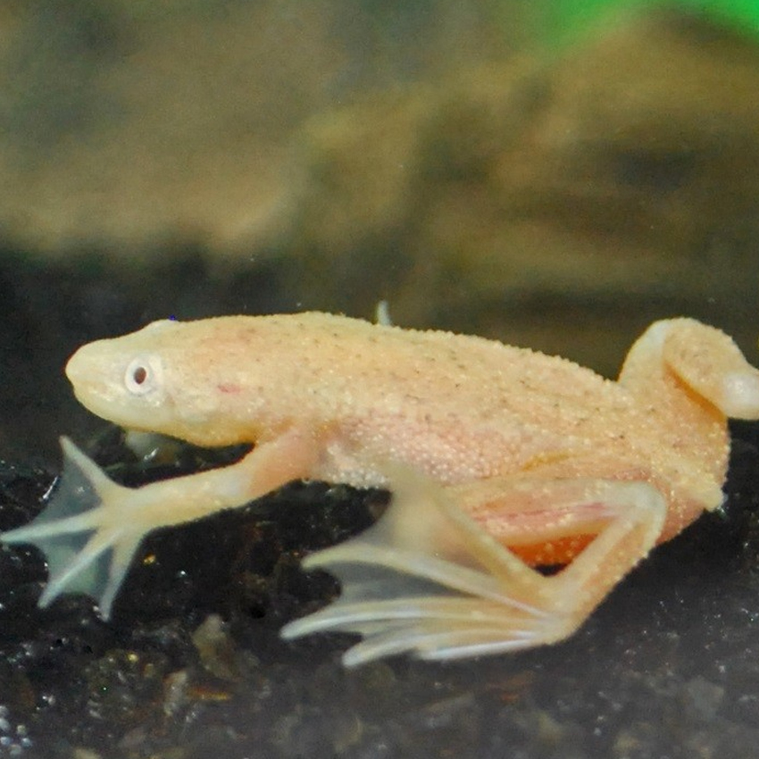 Golden African Dwarf Frog | Fast Delivery Abyss Aquatics UK