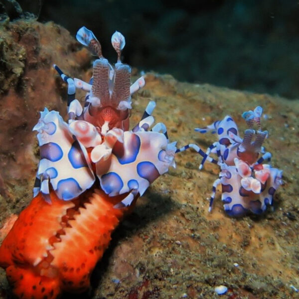 Harlequin Shrimp Pairs, Hymenocera picta, in thee aquarium