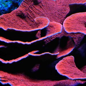 Red Plating Montipora, Beautiful Red live sea coral for sale online Abyss Aquatics UK