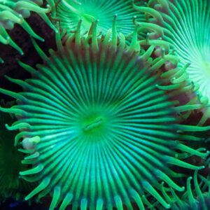 Green Palythoa (Protopalythoa mutuki) is a fascinating slow growing soft coral that strongly resembles a venus fly trap.