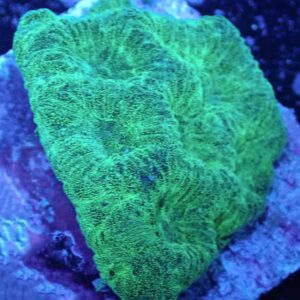 Green Favia is a beautiful brain coral