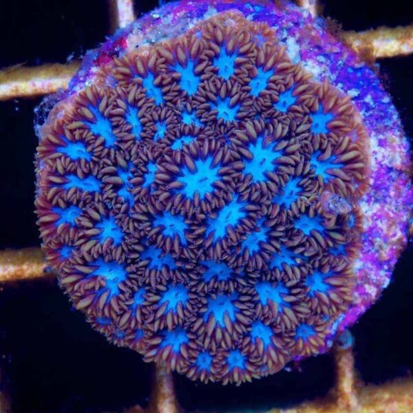 Ice Blue Leptastrea is a gorgeous encrusting coral.