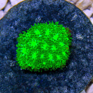 Kryptonite Leptastrea,  is a gorgeous encrusting coral. The skeleton is vivid green, whereas the polyps have bright orange eyes and short purple tentacles