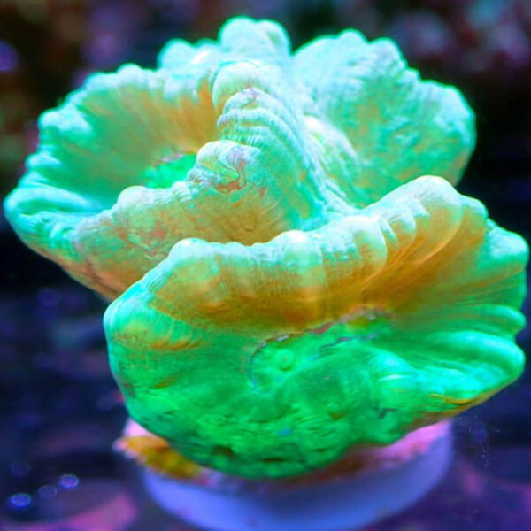 Green Candy Cane F2 Pest free promiseAbyss Aquatics UK