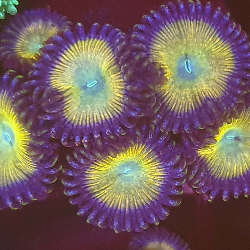 Satsuma Sunrise Zoanthid F2 Pest free promiseAbyss Aquatics UK