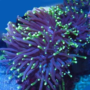 Green Tip Torch, Euphyllia glabrescens  is a magnificent hard coral with long, fleshy tentacles, each tipped with a glowing eye. It is best they are cared for by more experienced hobbyists